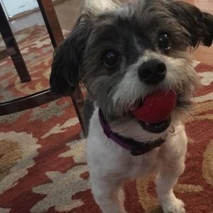 Meet your Posher, Dianna